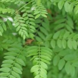Gleditsia triacanthos