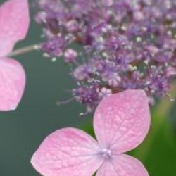 Hydrangea serrata 'Hime-gaku'