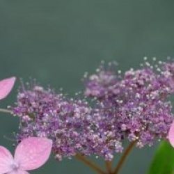Hydrangea serrata 'Hime-gaku'