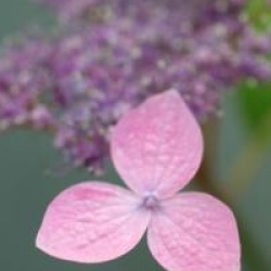 Hydrangea serrata 'Hime-gaku'