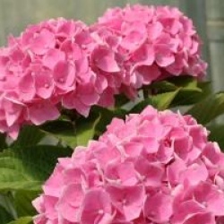 Hydrangea macrophylla 'Ankong' � 