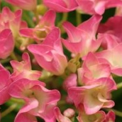 Hydrangea macrophylla 'Benelux'