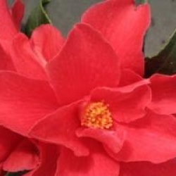 Camellia 'Freedom Bell' - Cam�lia Freedom Bell