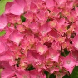 Hydrangea macrophylla 'Benelux'