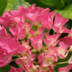 Hydrangea macrophylla 'Benelux'