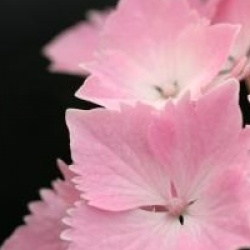 Hydrangea macrophylla Dolce (R) Farfalle 'Dolfarf' cov