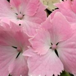 Hydrangea macrophylla Dolce (R) Farfalle 'Dolfarf' cov