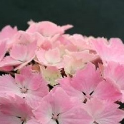 Hydrangea macrophylla Dolce (R) Farfalle 'Dolfarf' cov - Hortensia Dolce Farfale �