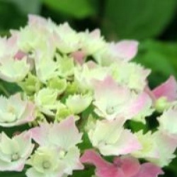 Hydrangea macrophylla Dolce (R) Farfalle 'Dolfarf' cov