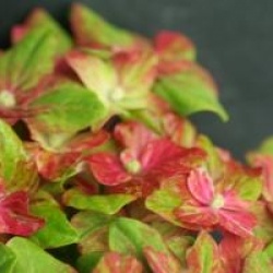 Hydrangea macrophylla 'Horwack' SCHLOSS WACKERBARTH �