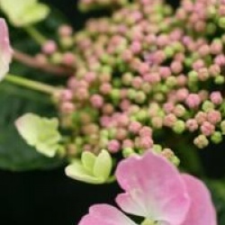 Hydrangea macrophylla 'Messalina'