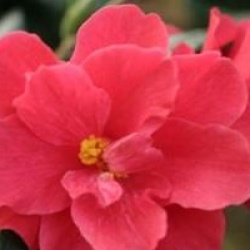 Camellia 'Freedom Bell'