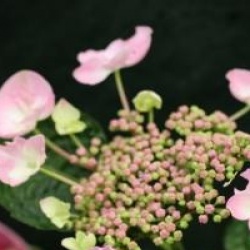 Hydrangea macrophylla 'Messalina' - Hortensia Messalina