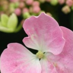 Hydrangea macrophylla 'Messalina'