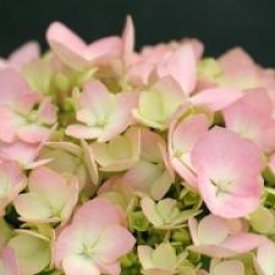 Hydrangea macrophylla 'Mousseline' - Hortensia Mousseline