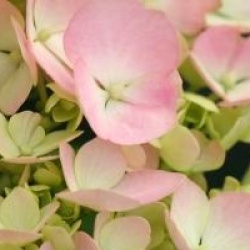 Hydrangea macrophylla 'Mousseline'