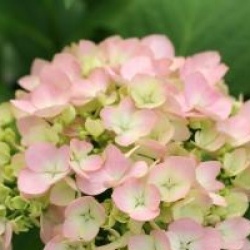Hydrangea macrophylla 'Mousseline'