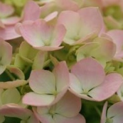 Hydrangea macrophylla 'Mousseline'