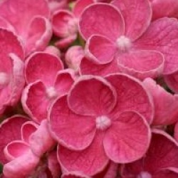 Hydrangea macrophylla 'Hopcorn'