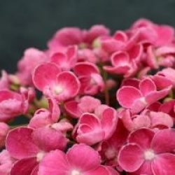 Hydrangea macrophylla 'Hopcorn' - Hortensia Hopcorn