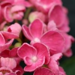 Hydrangea macrophylla 'Hopcorn'