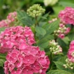 Hydrangea macrophylla 'Hopcorn'