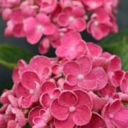 Hydrangea macrophylla 'Hopcorn'