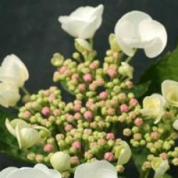 Hydrangea macrophylla 'Libelle'