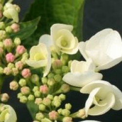 Hydrangea macrophylla 'Libelle'