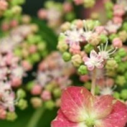 Hydrangea serrata 'Hoi-no-Hoshi'
