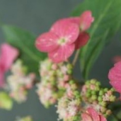 Hydrangea serrata 'Hoi-no-Hoshi'