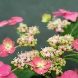 Hortensia � fleurs plates Hoi-no-Hoshi