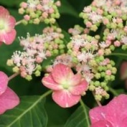 Hydrangea serrata 'Hoi-no-Hoshi'