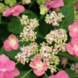 Hydrangea serrata 'Hoi-no-Hoshi'