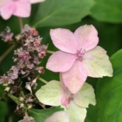 Hydrangea serrata 'Kuro-hime'