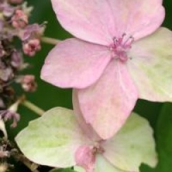 Hydrangea serrata 'Kuro-hime'