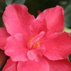 Camellia 'Freedom Bell'