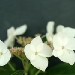 Hydrangea scandens 'Mine No Yuki' 