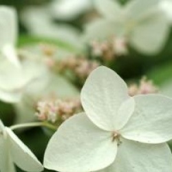 Hydrangea scandens 'Mine No Yuki' 
