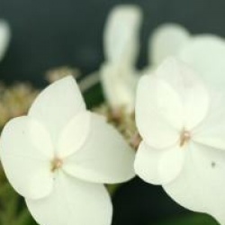 Hydrangea scandens 'Mine No Yuki' 