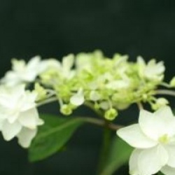 Hydrangea serrata 'Shiro Ogi'