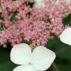 Hydrangea serrata 'Taren Benigaku'
