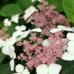 Hydrangea serrata 'Taren Benigaku'