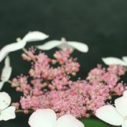 Hydrangea serrata 'Taren Benigaku'