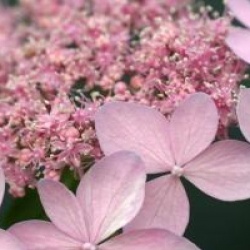Hydrangea serrata 'Tiara'