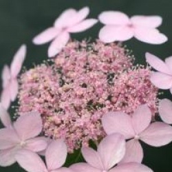 Hydrangea serrata 'Tiara'