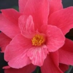 Camellia 'Freedom Bell'