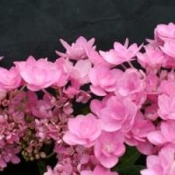 Hydrangea macrophylla 'Romance'