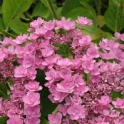 Hydrangea macrophylla 'Romance'
