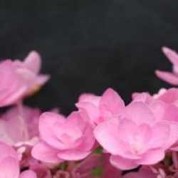 Hydrangea macrophylla 'Romance'